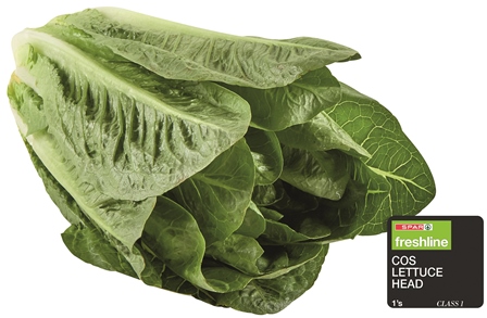 freshline cos lettuce head