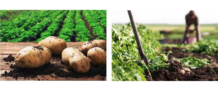 potatoes2.jpg potatoes2.jpg