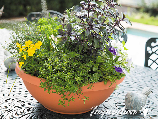 Hints and Tips on Herbs
